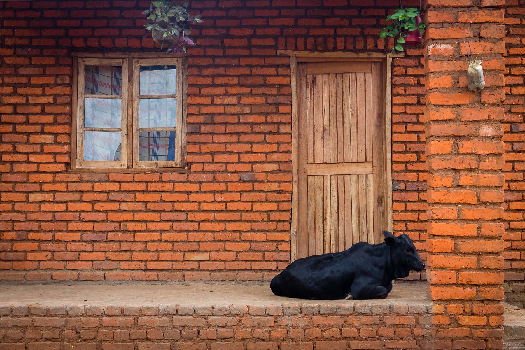 Cow in font of a house - malawi
