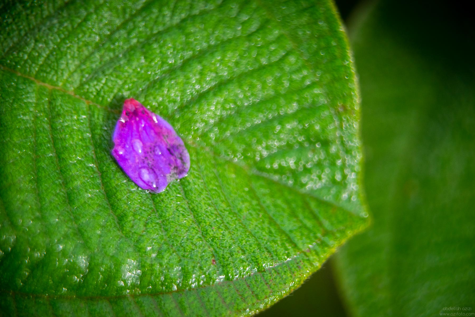 Purpler drop on gree leaf close up