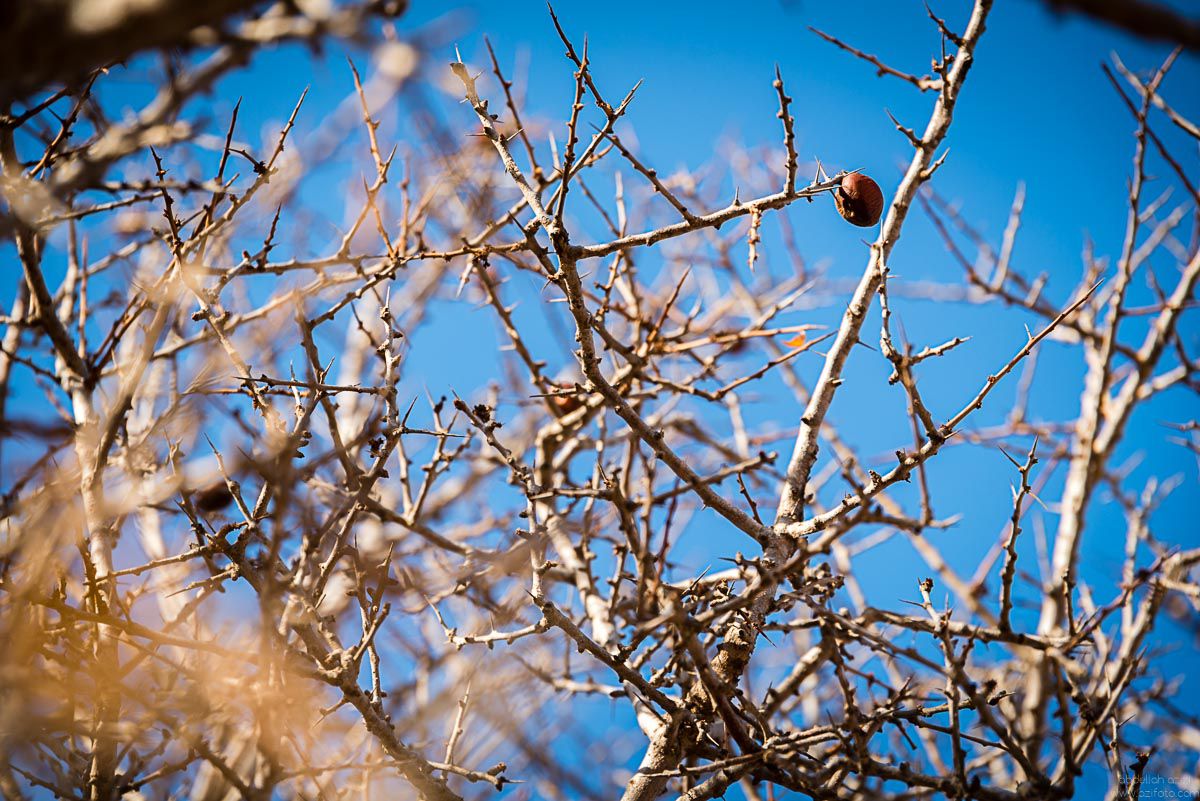 Dry Argan nut on the tree