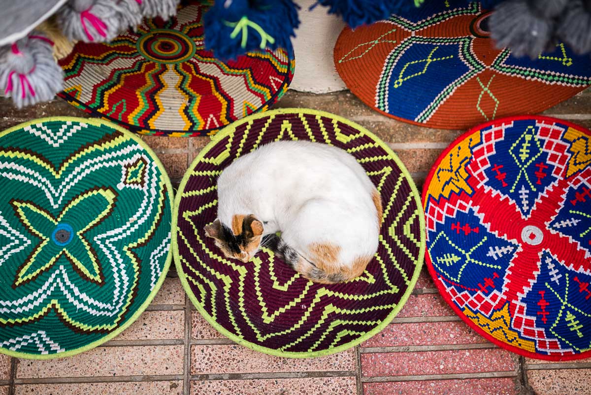 Cat slepping, Essaouira, Morocco