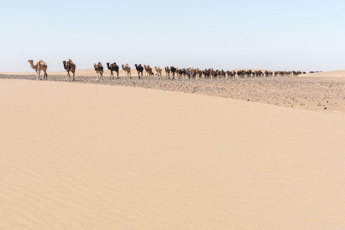 Camels Caravan Camels caravan - Morocco