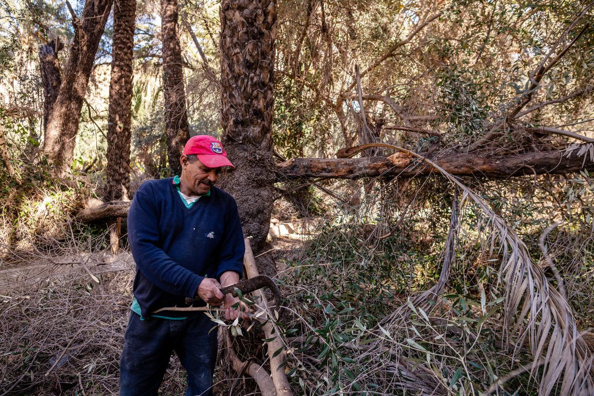 Farmer cutting dead Tamzargot forest, Agadir province, Morocco.